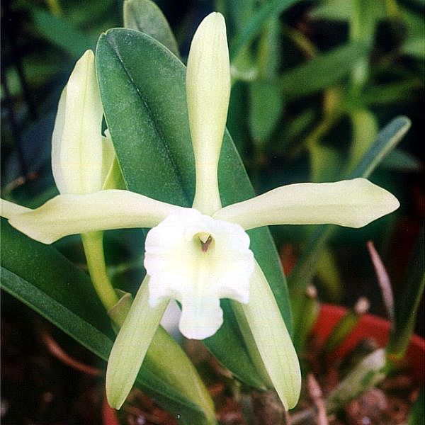 File:Brassavola glauca.jpg