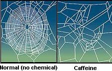 File:CaffeinatedSpider2.jpg