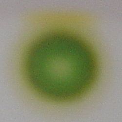 File:Chromatography of chlorophyll - Step 1.jpg