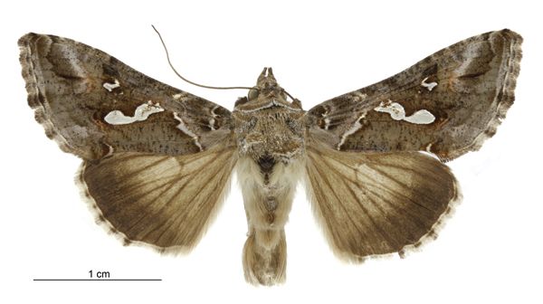 File:Chrysodeixis argentifera male.jpg