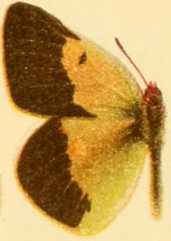 File:Colias wiskotti male.JPG