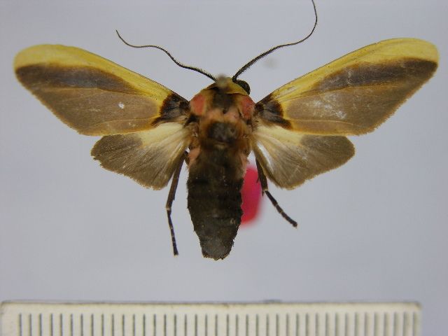 File:Cratoplastis catherinae.JPG