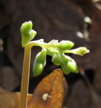 File:Dicentra cucullaria buds cropped.png