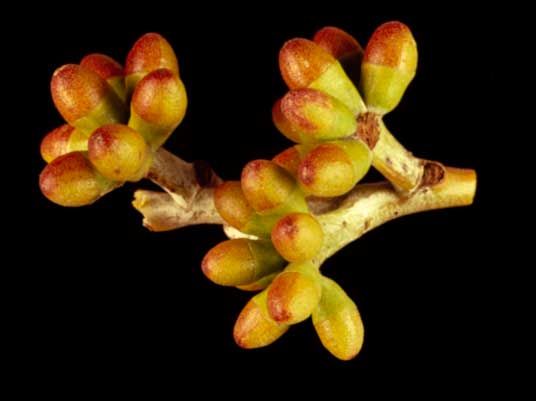 File:Eucalyptus carnei buds.jpg