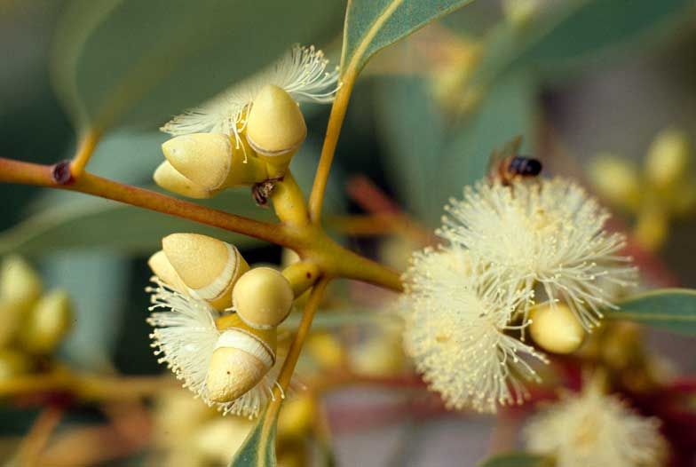 File:Eucalyptus flindersii buds.jpg