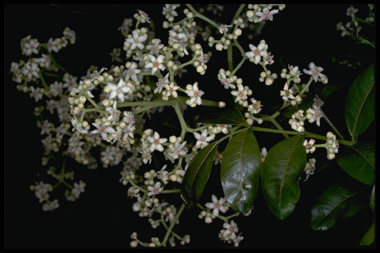 File:Flindersia australis flowers.jpg