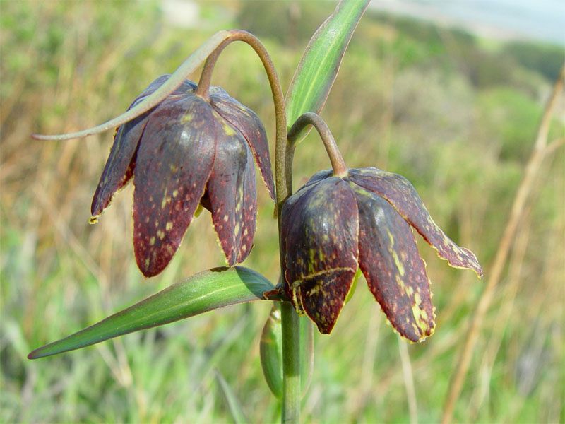 File:Fritillaria affinis 000.jpg