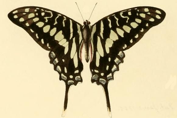 File:Graphium porthaon.JPG