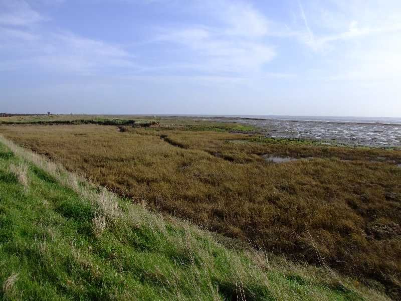 File:Great Wakering marshland.jpg