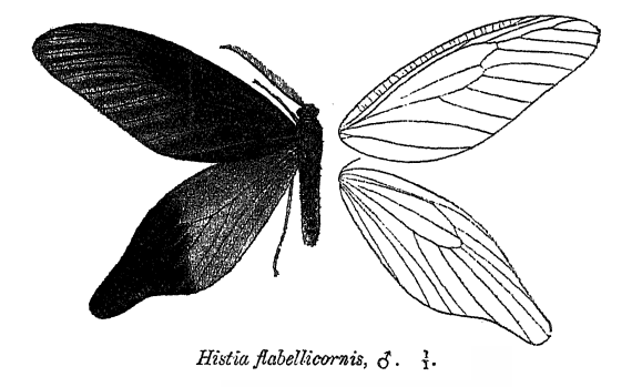 File:HistiaFlabellicornis.png