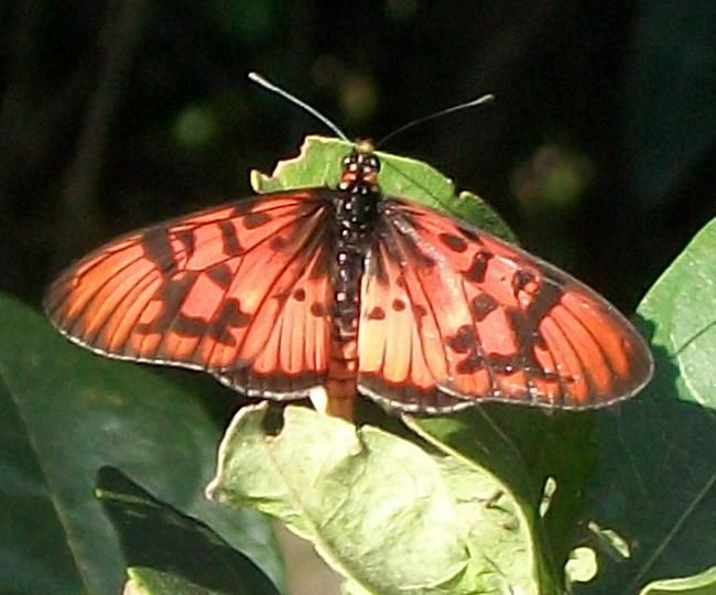 File:Male Blood-red Acraea Pigeon Valley.JPG