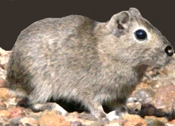 File:Microcavea australis.png