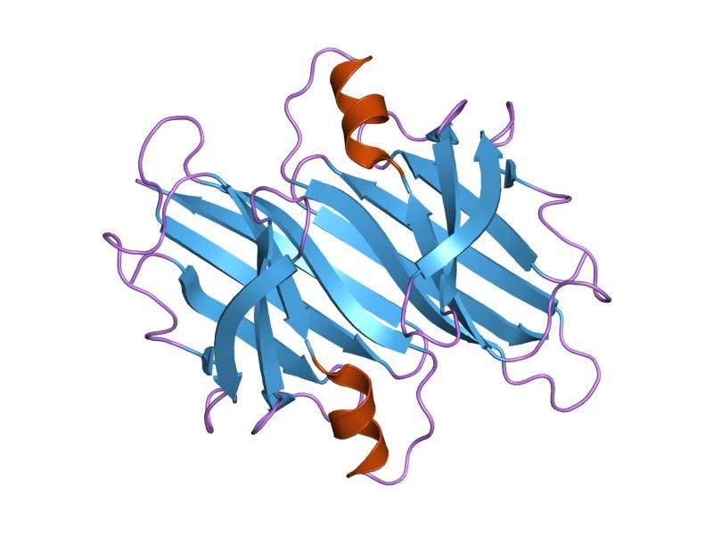 File:PDB 1dvq EBI.jpg