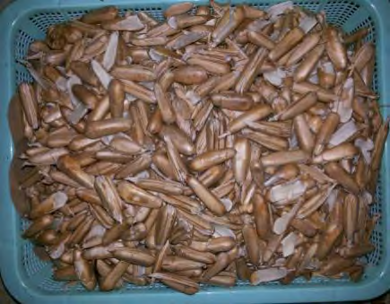 File:Pandanus julianettii nuts.png