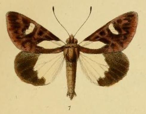 File:Pl.1-01-Aegocera leona=Schausia leona (Schaus & Clements, 1893).JPG