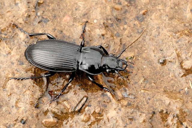 File:Pterostichus.niger.-.lindsey.jpg