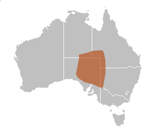 File:Rhynchoedura eyrensis geographic range uploaded by AmariCarden.png