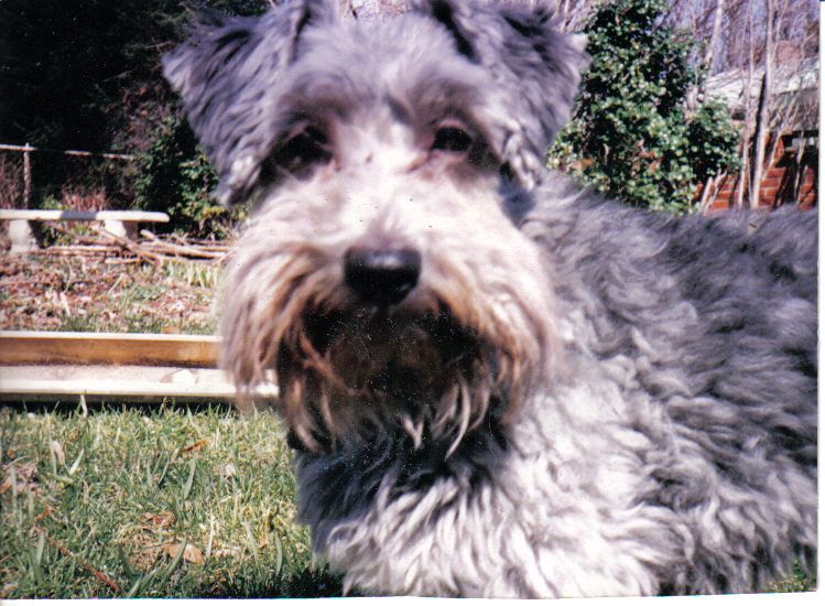 File:Schnoodle.jpg