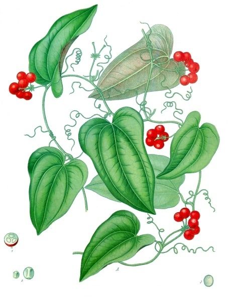 File:Smilax aristolochiifolia - Köhler–s Medizinal-Pflanzen-130.jpg