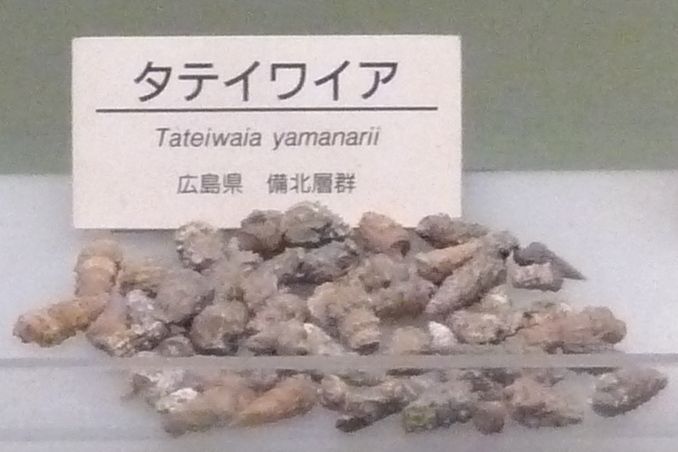 File:Tateiwaia yamanarii.jpg