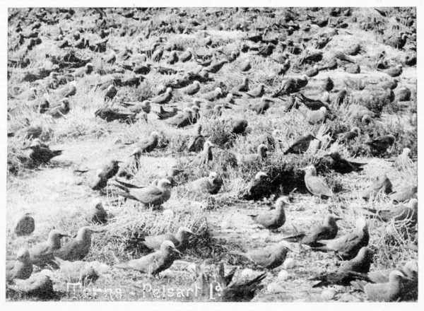 File:Terns, Pelsaert Island.jpg