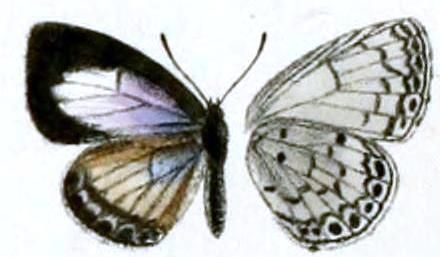 File:Udara placidula female.JPG