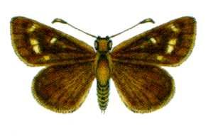 File:Anisynta cynone (ento-csiro-au).jpg