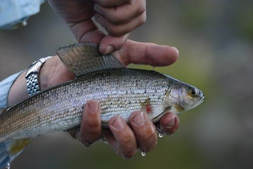 File:Bighole grayling.jpg