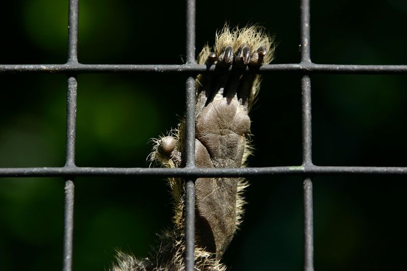 File:Caged marmoset.jpg