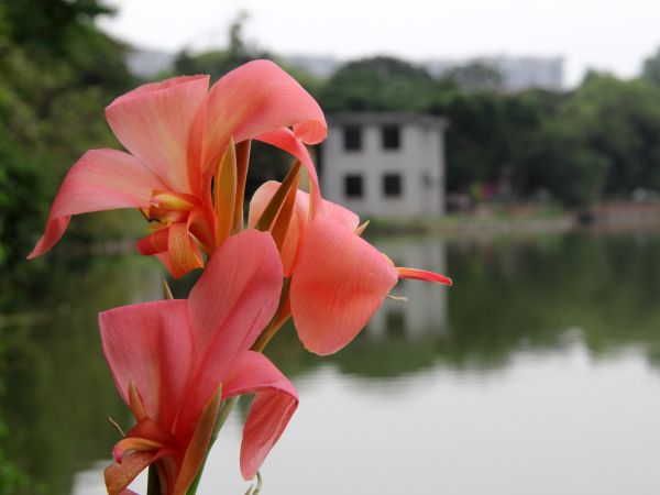 File:Canna glauca 02.jpg