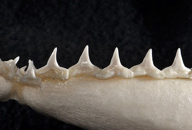 File:Carcharhinus brachyurus lower teeth.jpg