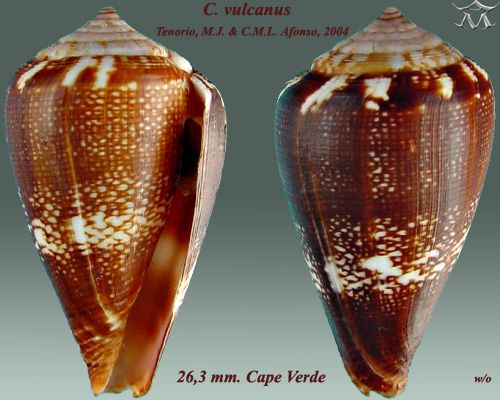 File:Conus vulcanus1.jpg