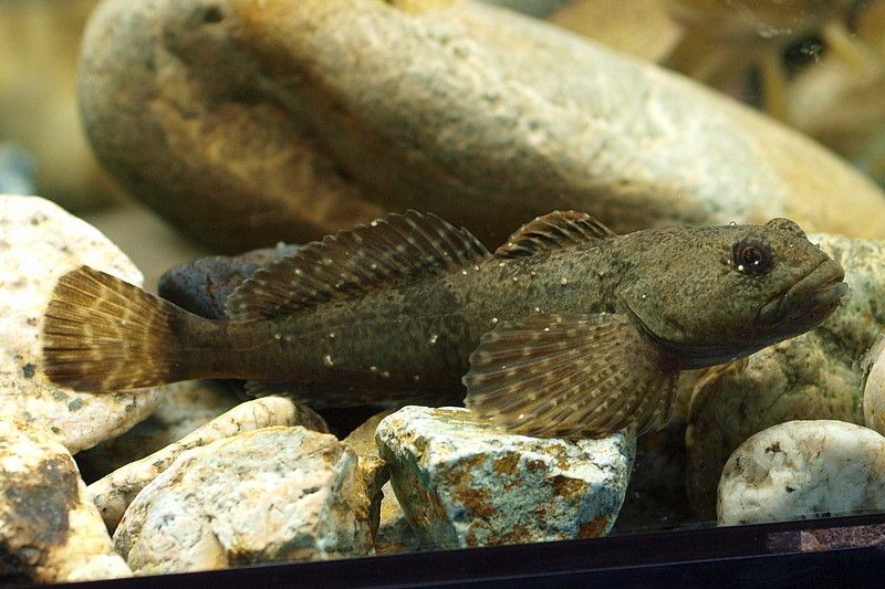 File:Cottus nozawae.jpg