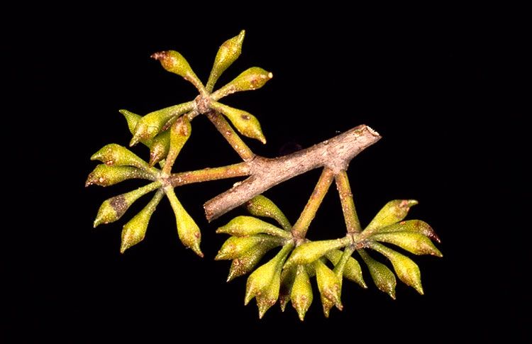 File:Eucalyptus fastigata buds.jpg