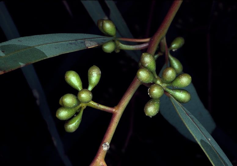 File:Eucalyptus laeliae buds.jpg