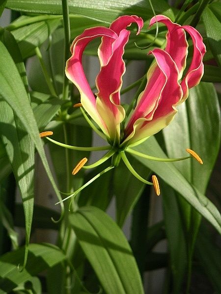 File:Gloriosa rothschildiana 01.jpg