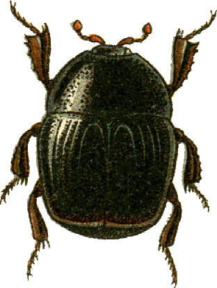 File:Gnathoncus rotundatus Jacobson.png