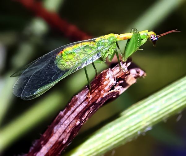 File:Green mantidfly - Zeugomantispa minuta.jpg