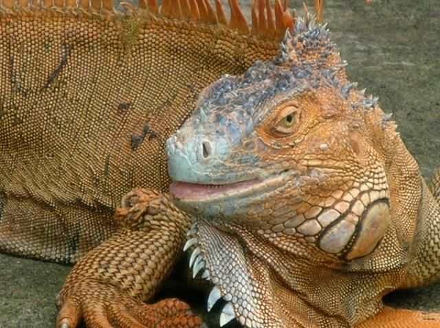 File:Iguana.jpg