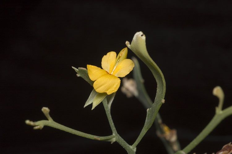 File:Jacksonia grevilleoides.jpg