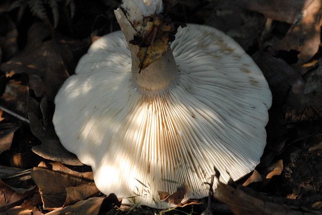 File:Lactarius vellereus - Lindsey 1b.jpg