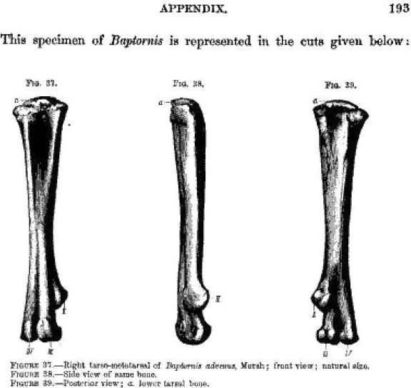 File:Marsh1880-193.jpg