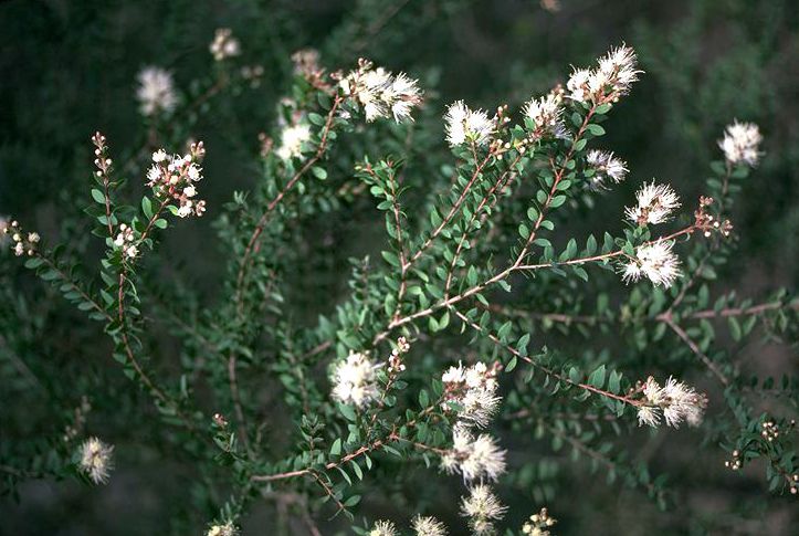 File:Melaleuca cheelii.jpg