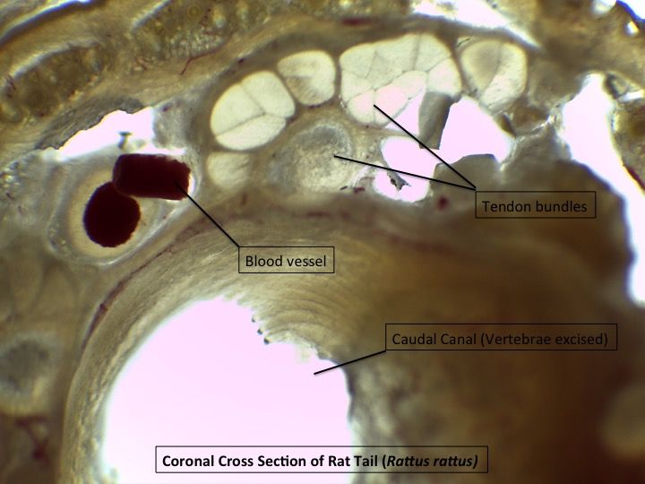 File:Murid Tail Microscopy Cross Section.jpg