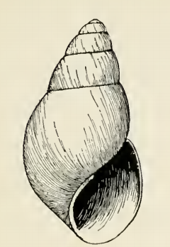 File:Odostomia hagemeisteri 001.png