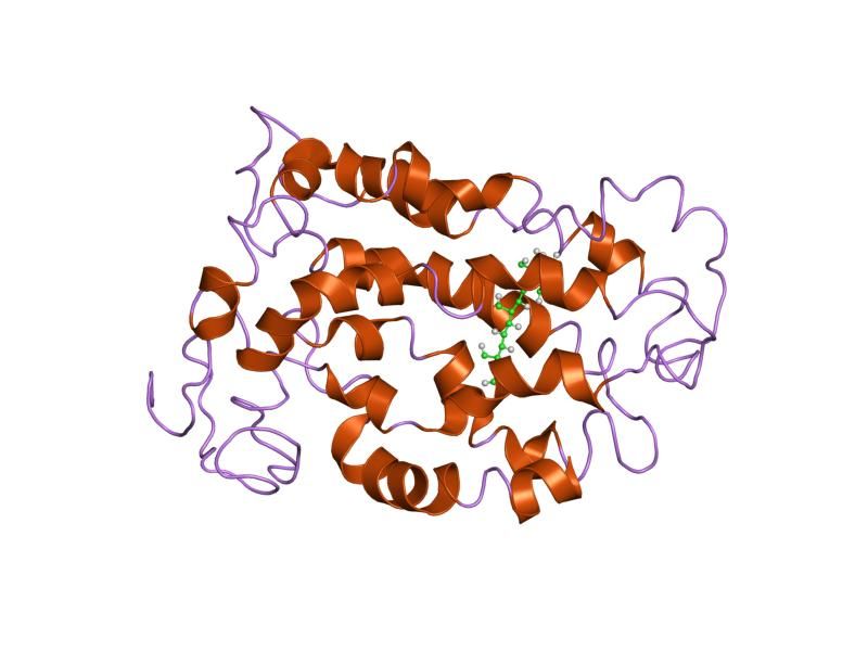 File:PDB 1ln6 EBI.jpg