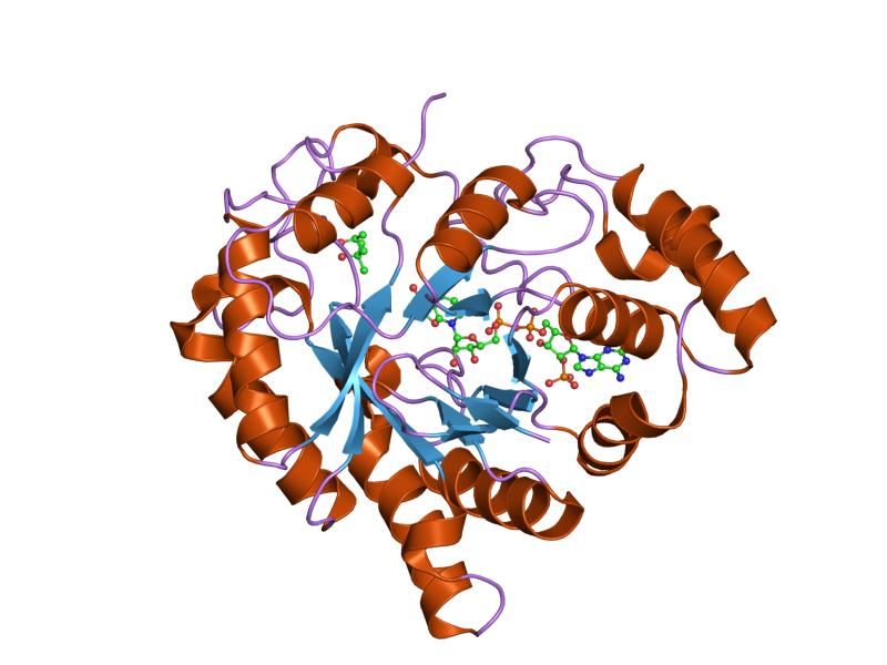 File:PDB 1s1r EBI.jpg