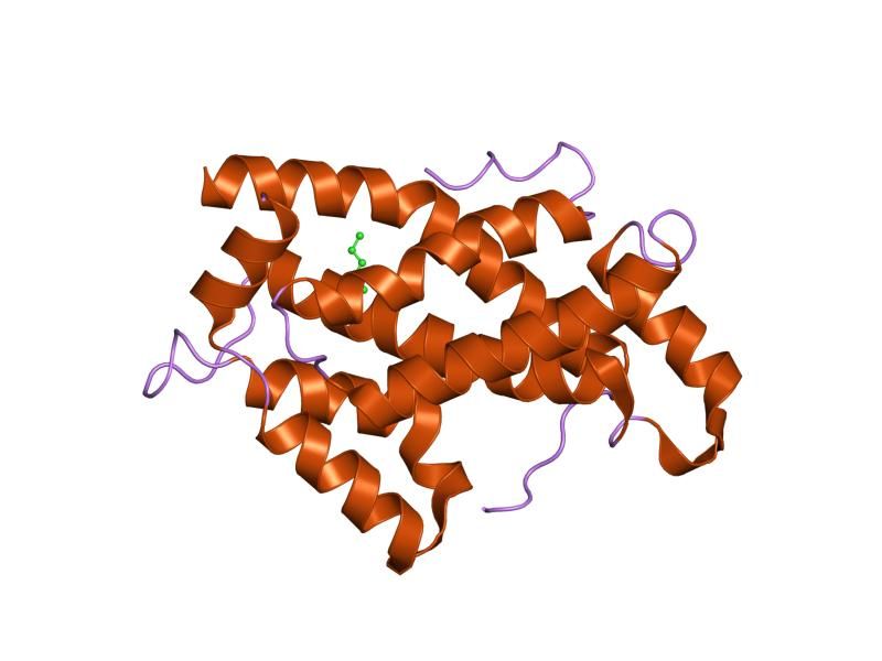 File:PDB 1swx EBI.jpg