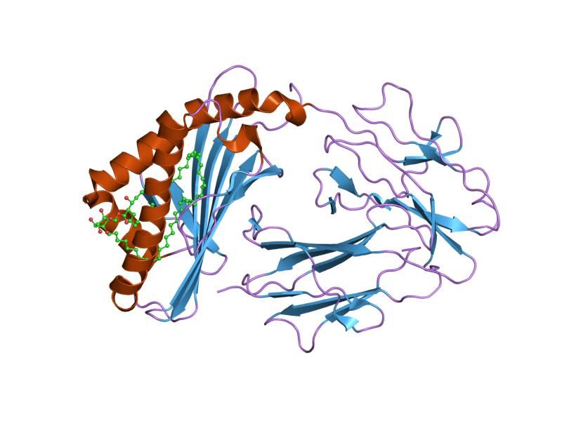 File:PDB 1uqs EBI.jpg