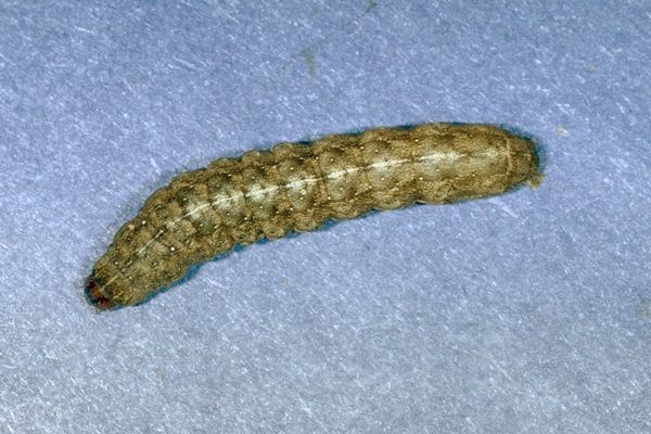 File:Peridroma saucia.jpg